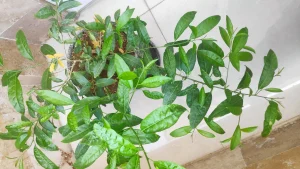 رشد مناسب گیاهان